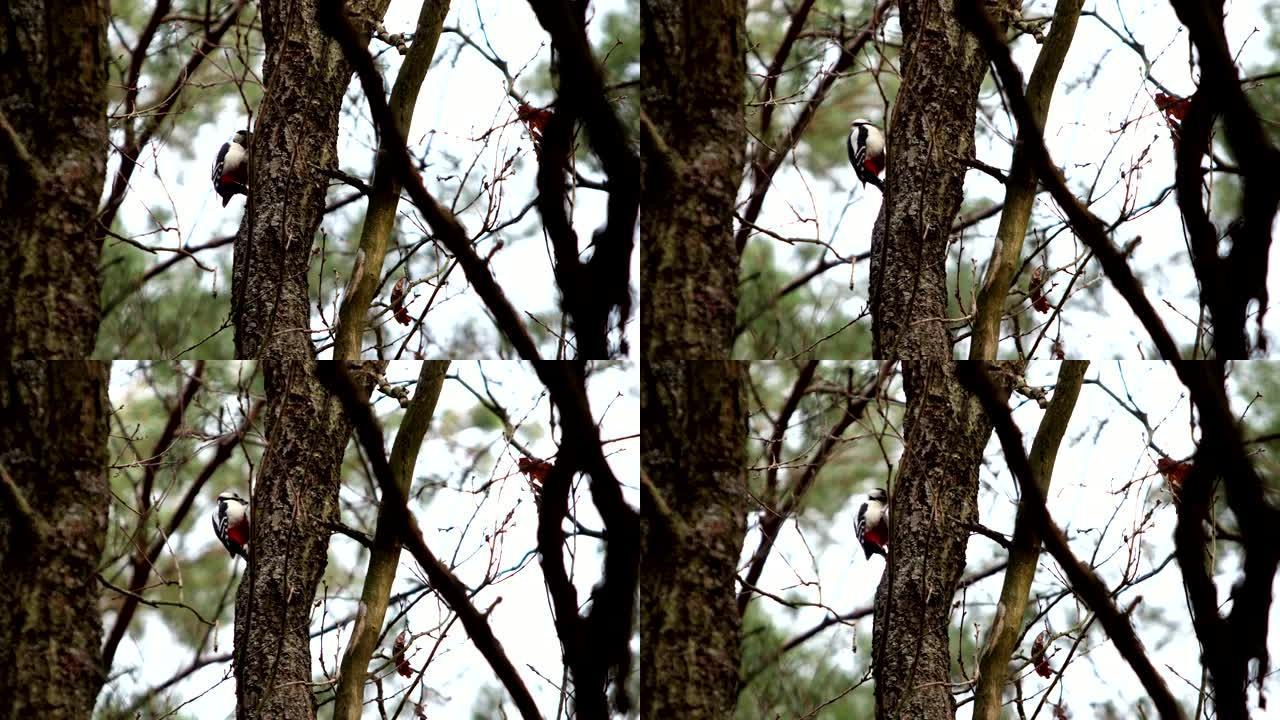 在阳光明媚的春天，一只红色羽毛的大斑点啄木鸟坐在树上