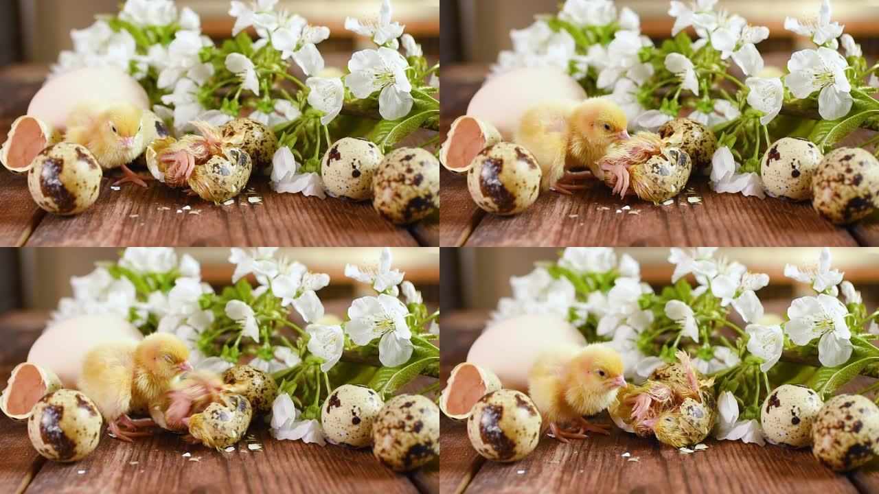 在木制背景上孵化鹌鹑小鸡的过程的特写镜头，背景是黄色的鸡，鸡蛋和小树枝上的白色樱花