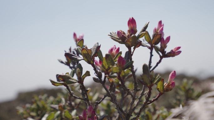 野杜鹃花盛开