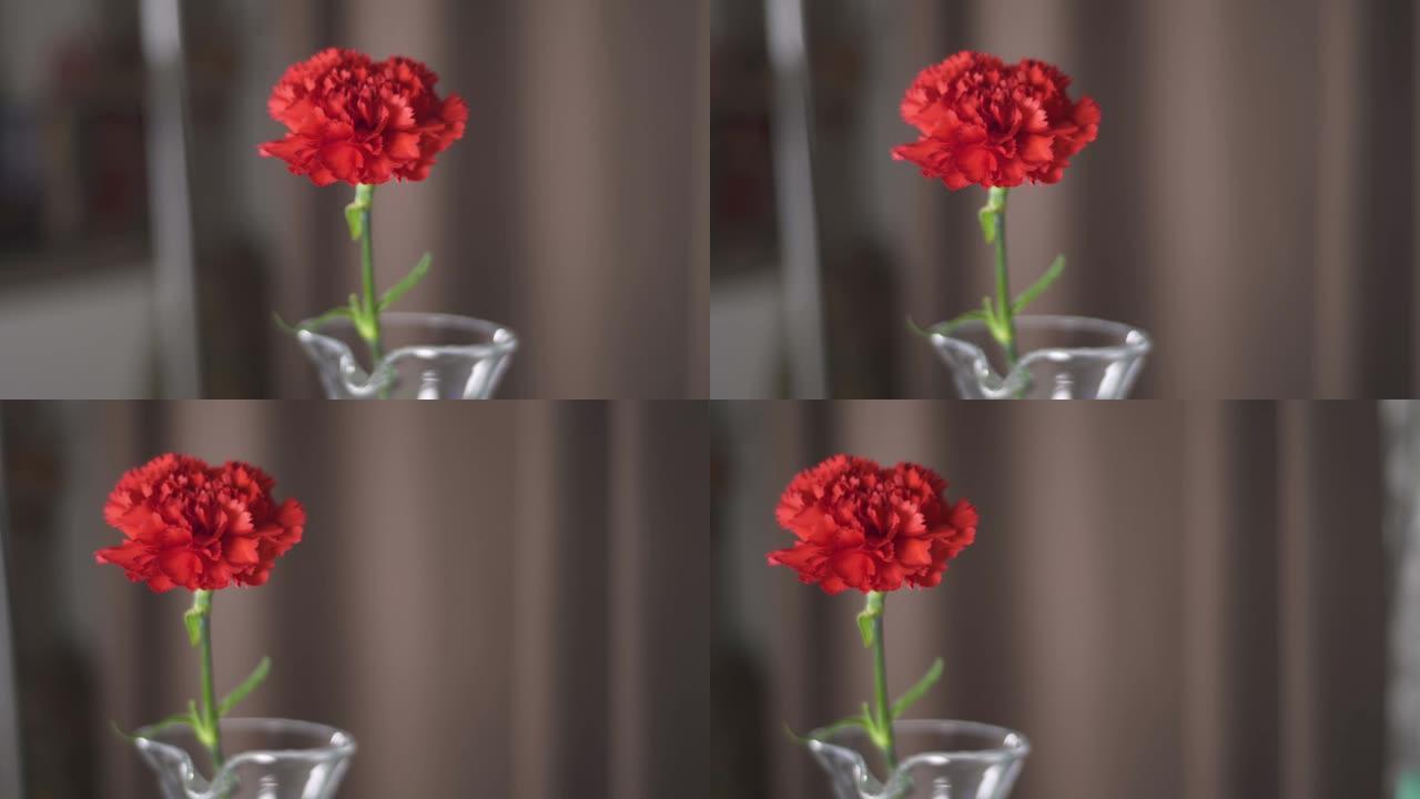 4k分辨率红色康乃馨花的宏观拍摄