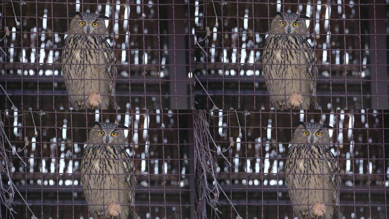 猫头鹰从笼子里看着相机