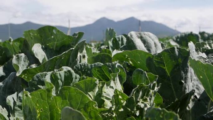 白菜田准备收割。蔬菜，有机农业。农业和农业综合企业