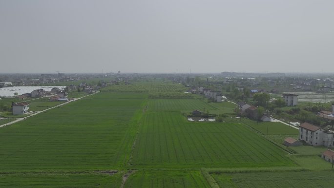 乡村振兴田地粮食种植青山绿水自然环境航拍