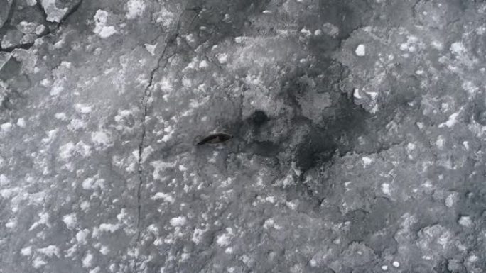 冰上竖琴海豹。空中