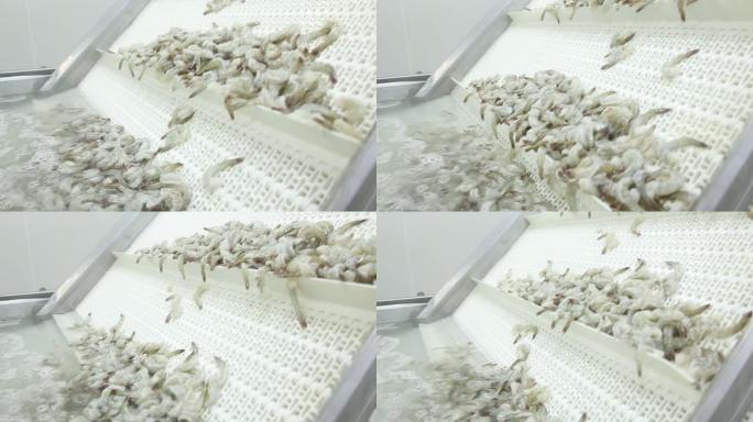 虾生产线冻虾生产机