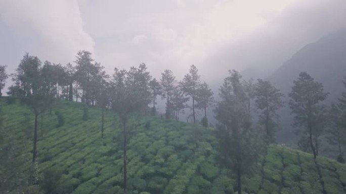 印度蒙纳山区的迷雾茶园景观。空中无人机视图