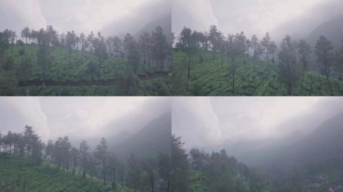 印度蒙纳山区的迷雾茶园景观。空中无人机视图