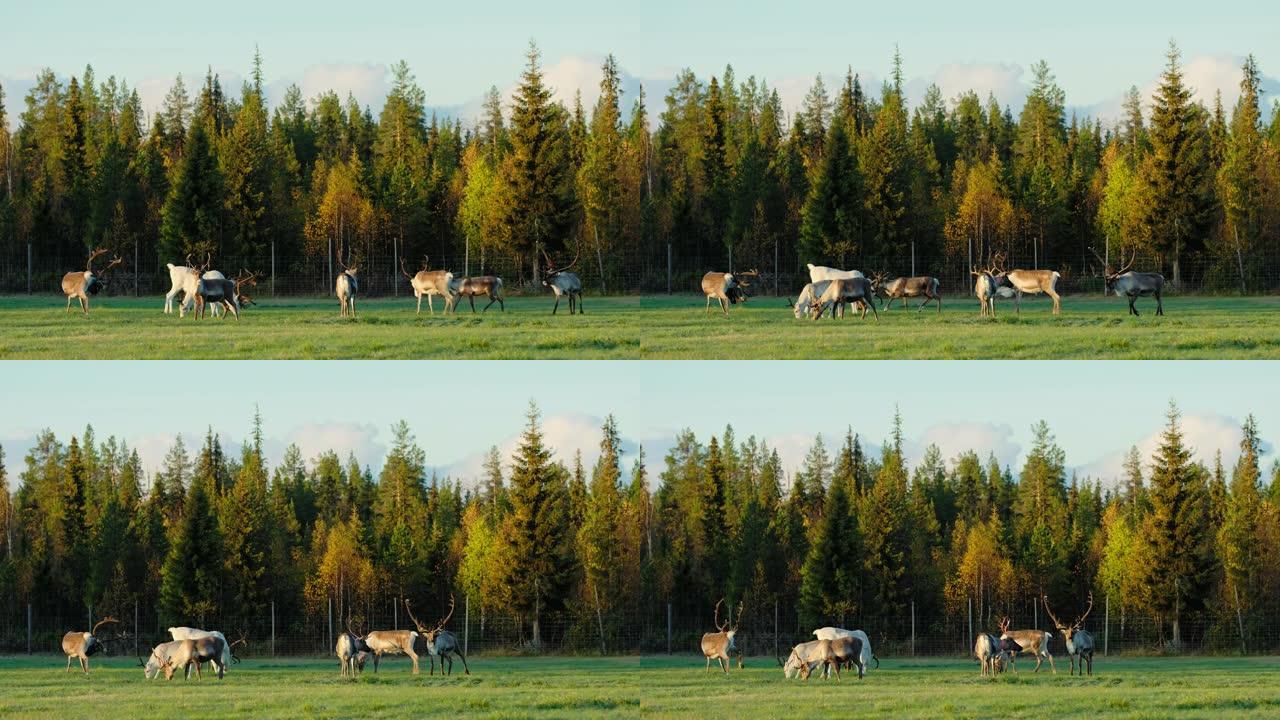 在芬兰拉普兰的绿地上放牧的驯鹿群。