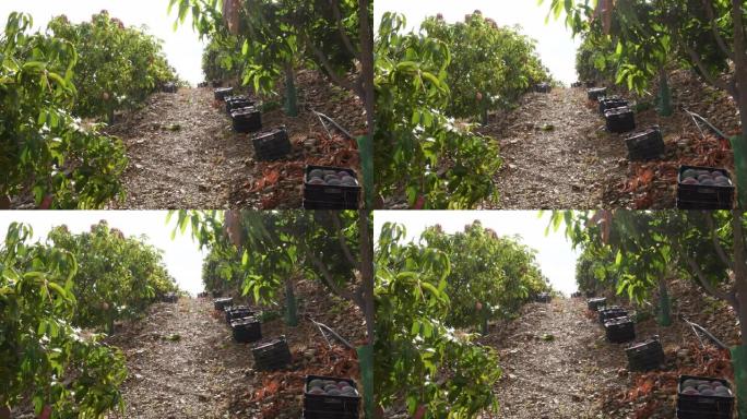 刚在芒果树种植园中收获的装有芒果的盒子