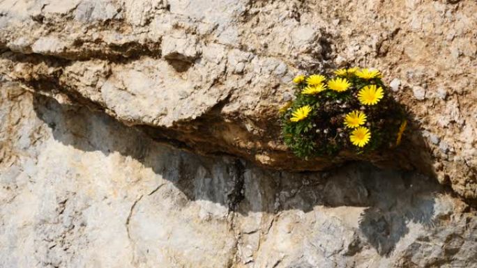 岩石上的黄色花朵，专注于