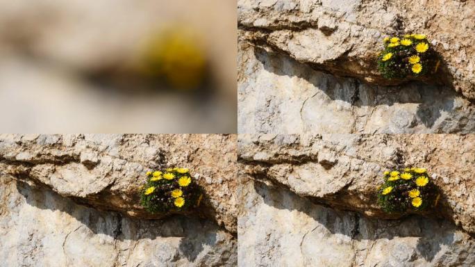 岩石上的黄色花朵，专注于