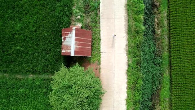 有人在泰国清莱府农村的稻田路上行走。无人机的鸟瞰图。