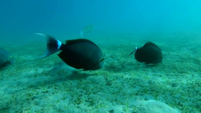 慢动作，三只刺鱼在覆盖着绿色海草的沙底上吃草。黑鱼。特写镜头，摄像机向前移动。埃及红海
