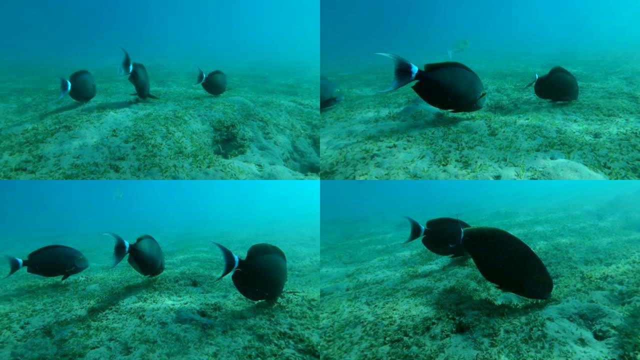 慢动作，三只刺鱼在覆盖着绿色海草的沙底上吃草。黑鱼。特写镜头，摄像机向前移动。埃及红海