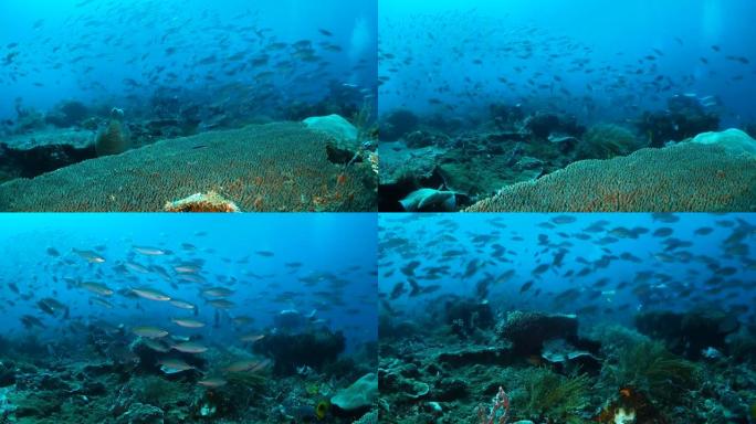 潜水员在充满鱼类的珊瑚礁中游泳