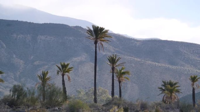 西班牙塞拉阿尔哈米拉山脉的棕榈树