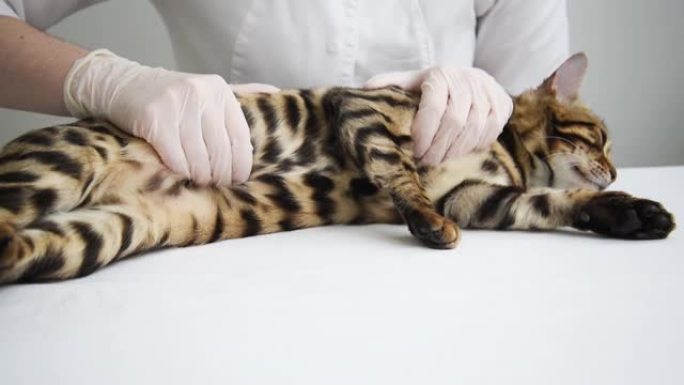 兽医感觉到猫的胃。猫躺在医生面前的桌子上。诊所预约，怀孕，分娩。近距离触诊。