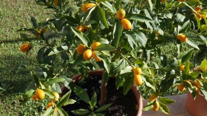 金橘或金果的橙色成熟果实。在花盆里的树枝上。在风中飘动。