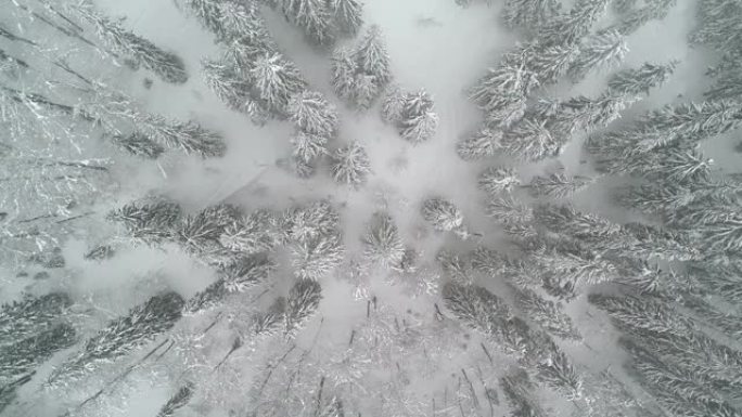 美丽的高雪枞树的鸟瞰图