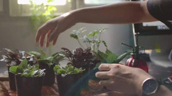 一名年轻女子的人手正在家庭花园DIY室内照顾植物