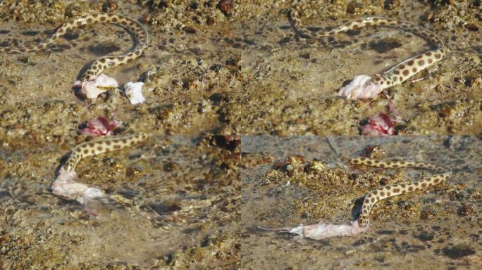 水下蛇在埃及达哈卜的红海狩猎和觅食，慢动作，4k