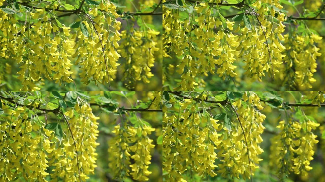 树枝上的黄色花朵