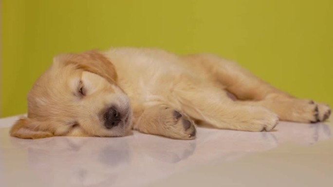 昏昏欲睡的金毛狗躺在右侧，在黄色背景上睡觉和做梦