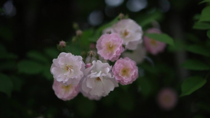 蔷薇花 春 绿植 初夏 盛开