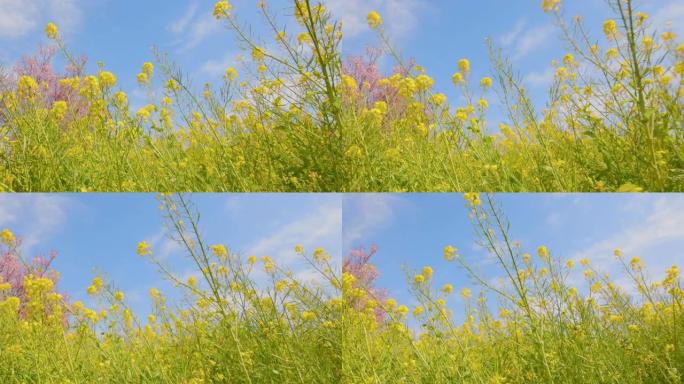 油菜花和樱花在风中摇曳