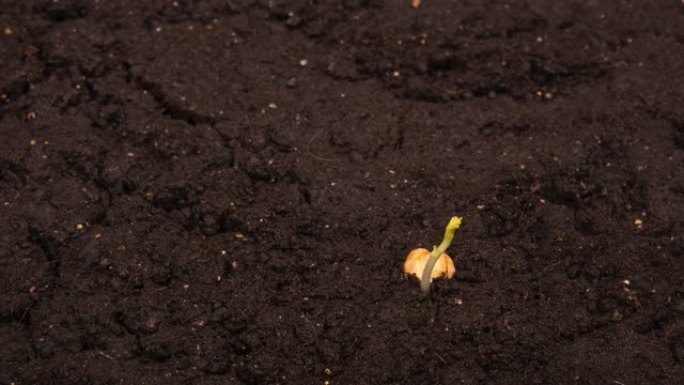 生长豆的时间流逝，种子一半在地面上，缩小