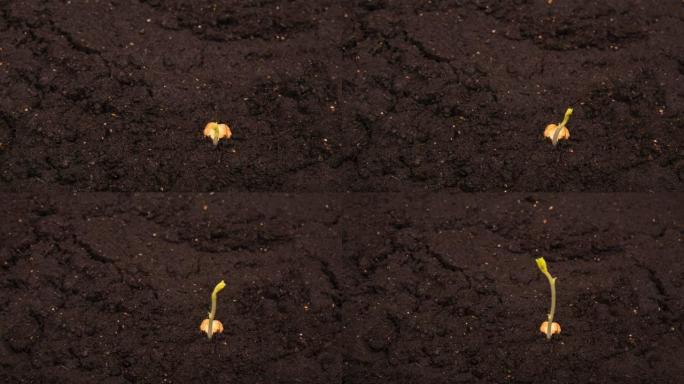 生长豆的时间流逝，种子一半在地面上，缩小