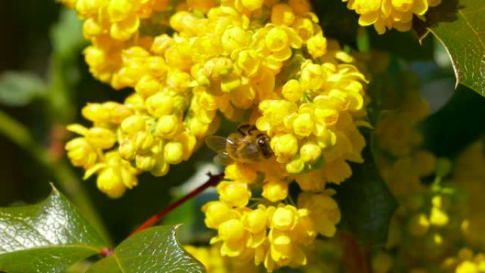 黄色冬青花上的西方蜜蜂，冬青