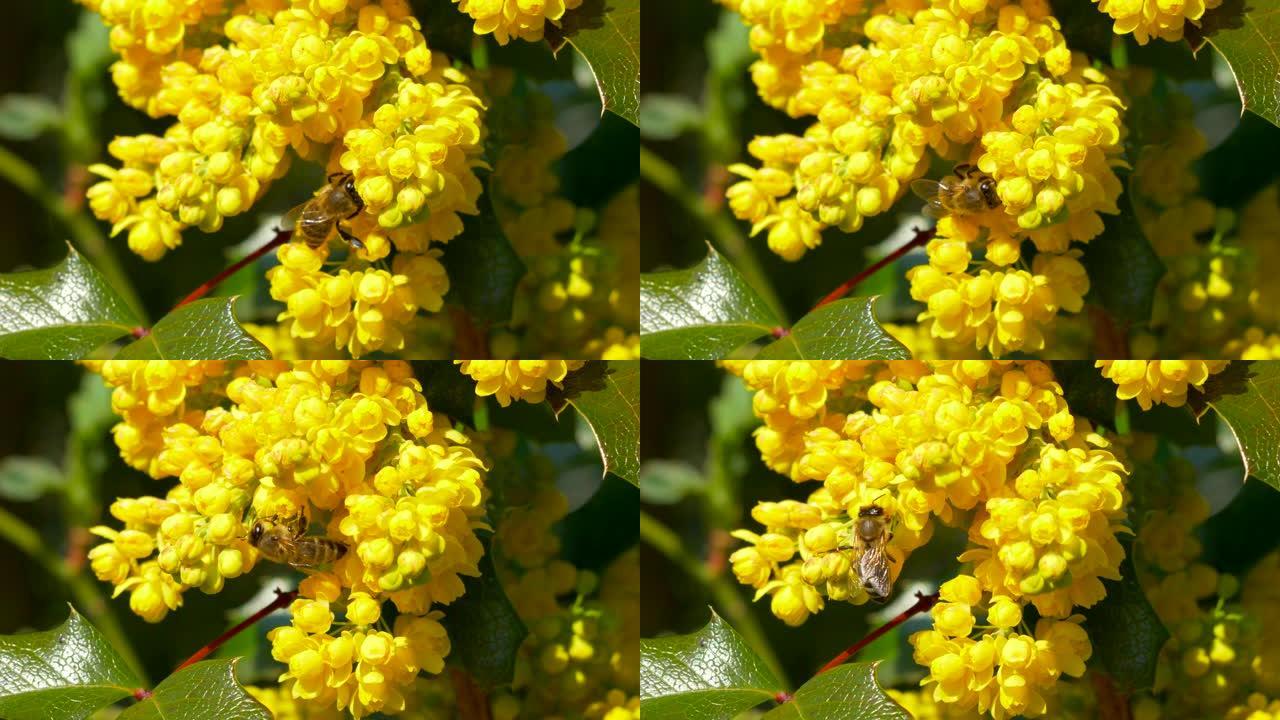 黄色冬青花上的西方蜜蜂，冬青