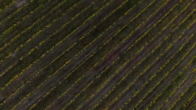 无人机在基安蒂山的葡萄园