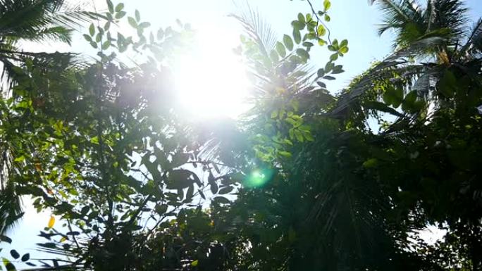 棕榈树的美丽景色经过蓝天背景。阳光在晴天穿透树叶。温暖的阳光照亮植物。暑期旅游的概念。多莉拍摄慢动作