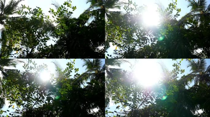 棕榈树的美丽景色经过蓝天背景。阳光在晴天穿透树叶。温暖的阳光照亮植物。暑期旅游的概念。多莉拍摄慢动作