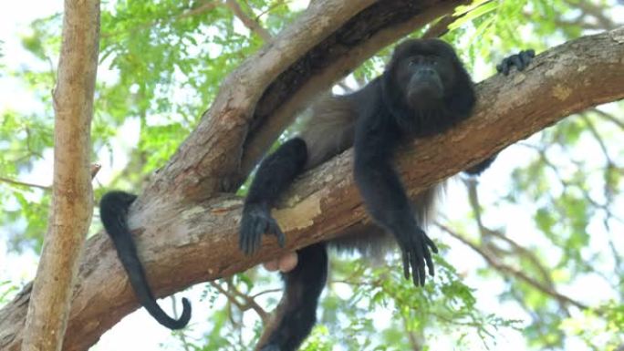 哥斯达黎加森林中的大吼猴 (Alouatta palliata) 在树上放松