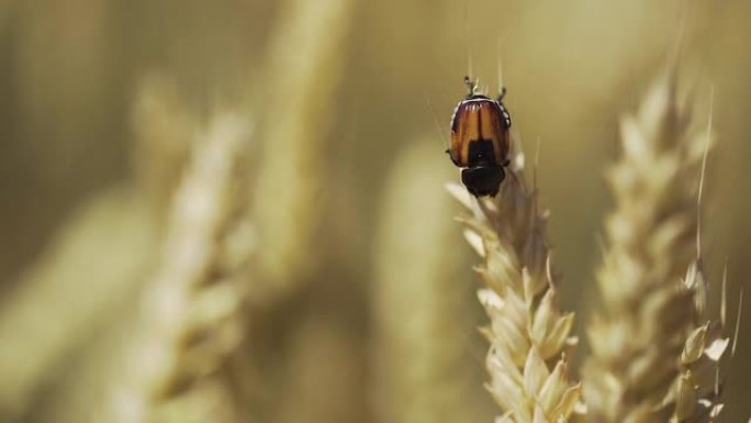 甲虫坐在黄色成熟小麦的小穗上