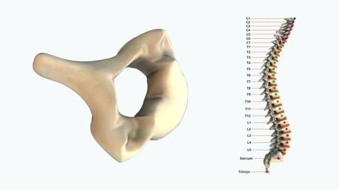 人类脊柱-C5