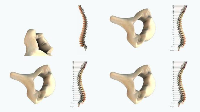 人类脊柱-C5