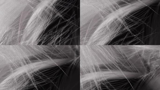 非常漂亮的旋转白色羽毛。鸟类自然图案。宏观观。显微镜下羽毛结构的纹理。