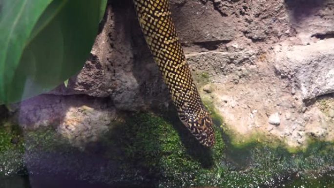东王蛇的特写肖像环顾四周，伸出舌头，来自美国的热带爬行动物物种