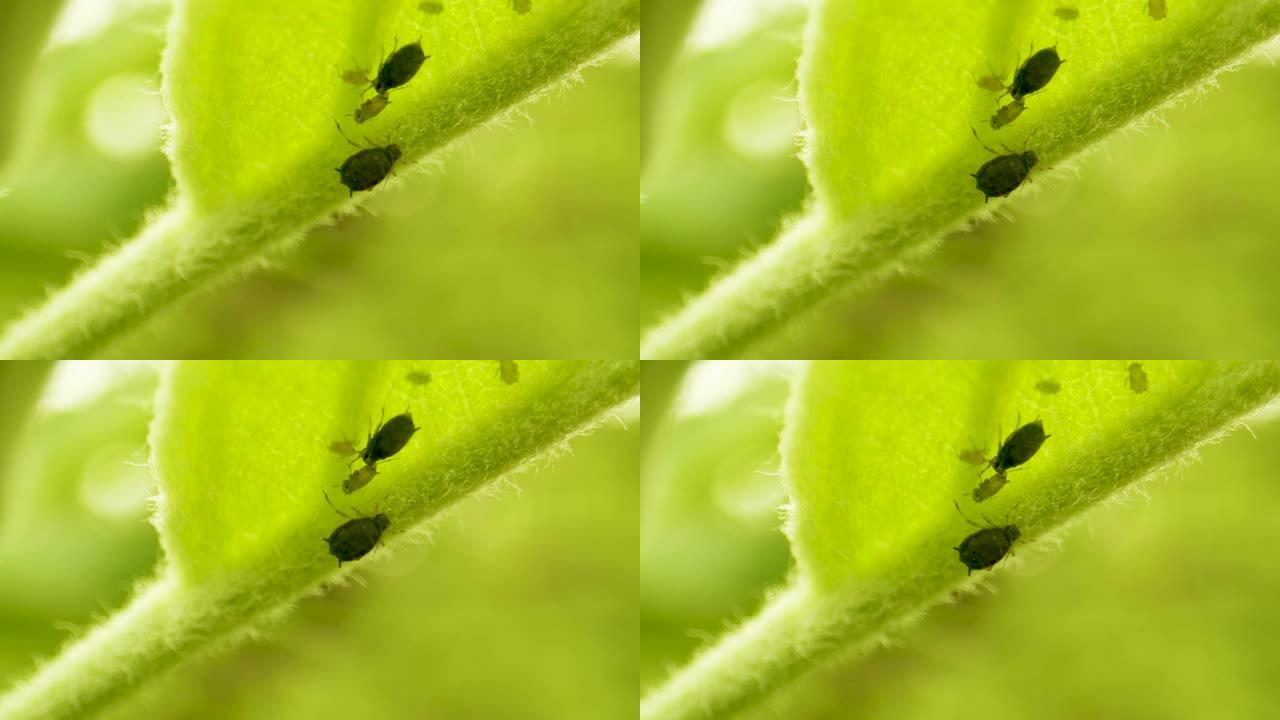 作物病虫害防治。蚜虫吃一种年轻的青苹果叶。果园中的作物保护