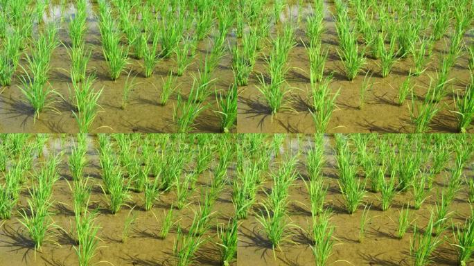 水稻种植后美丽乡村图片