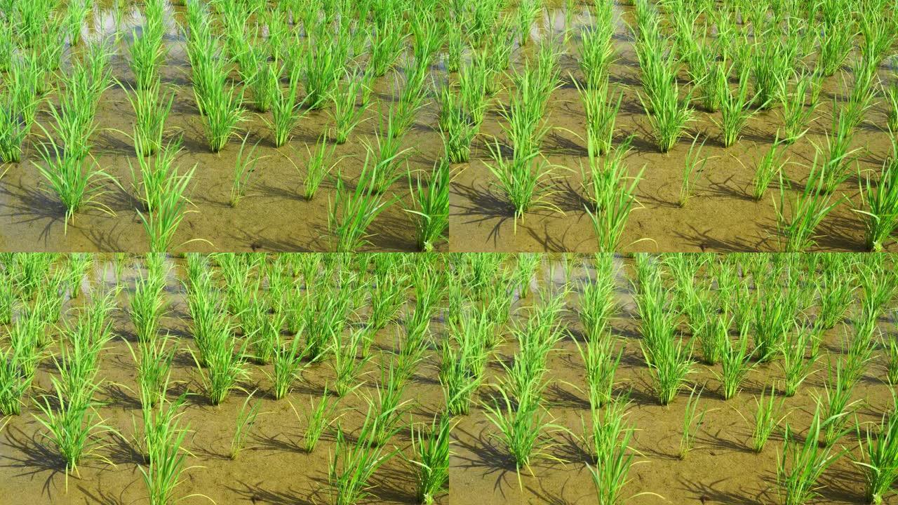 水稻种植后美丽乡村图片