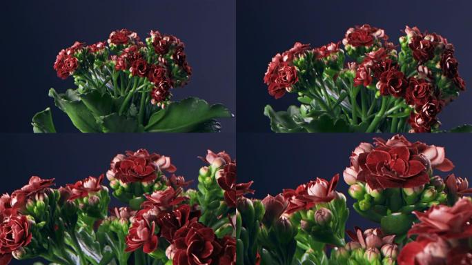 蓝色背景上一朵美丽的红花的特写镜头。库存镜头。房间里美丽的红花