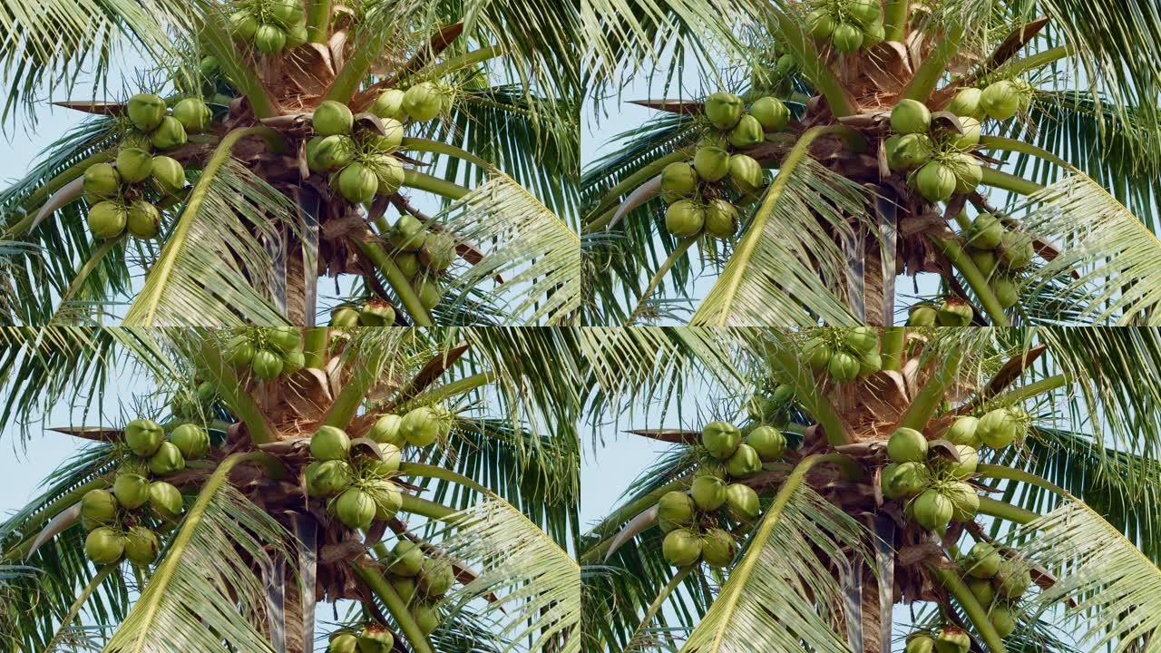 一堆椰果在白天的棕榈树上