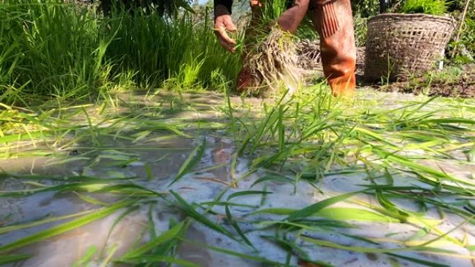 亚洲农民采摘和切割大米婴儿准备在雨季种植。亚洲农业在室外稻田工作的农民。