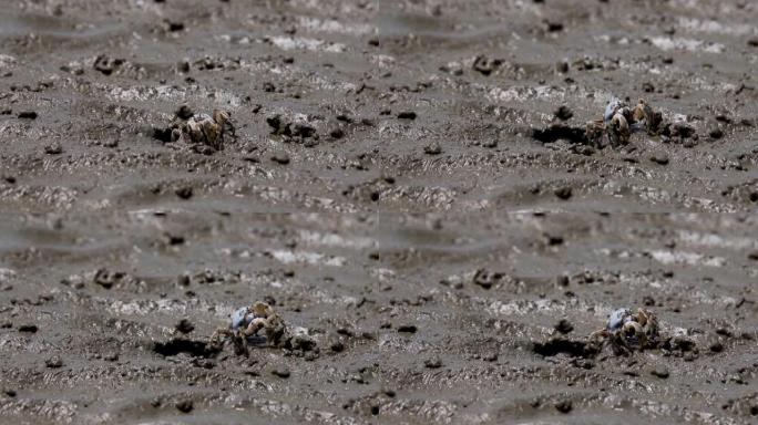 退潮时在沙滩上的士兵蟹 (Mictyris longicarpus)。