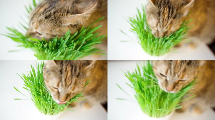 猫在明亮的背景上吃新鲜的绿草